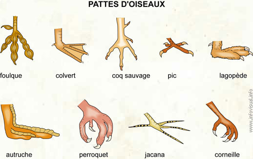 Pattes d'oiseaux (Dictionnaire Visuel)